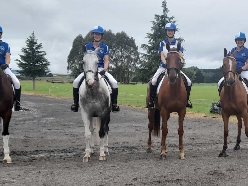 Tauranga Equestrian Sports - Adult Riding Club